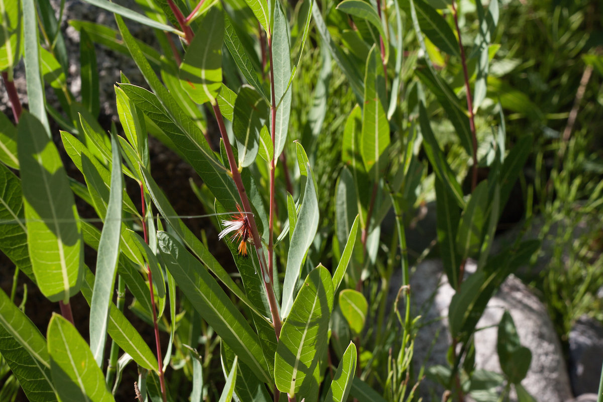 photo by corey zalewski