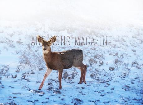fawning in the morning light - Ute Park, CO