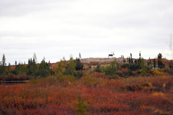 Caribou Cresting, in the Northwest Territories