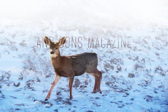 fawning in the morning light - Ute Park, CO